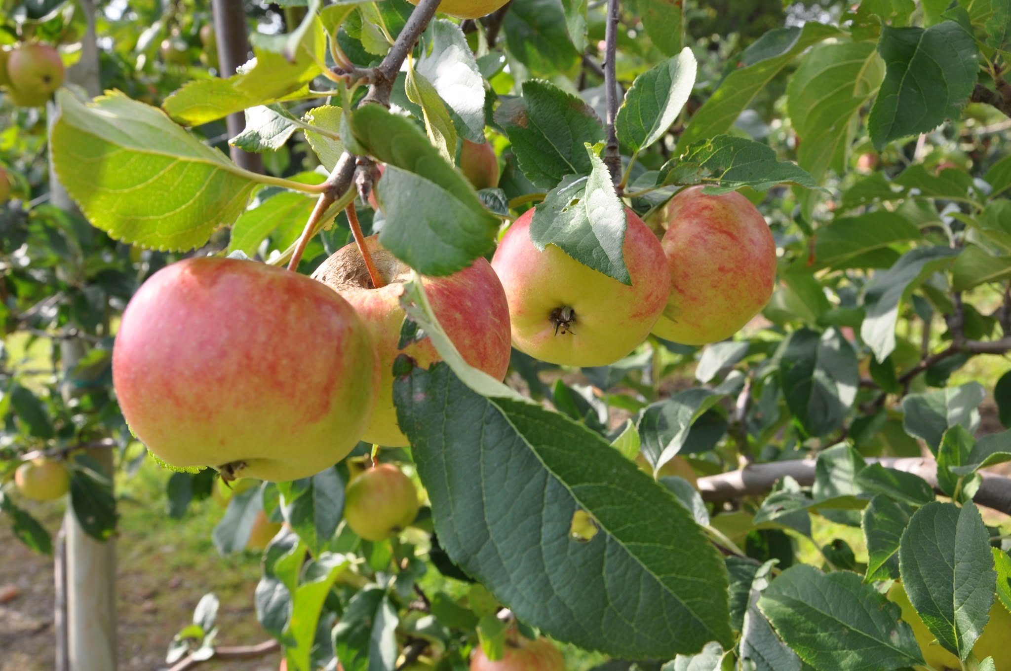 P A Frukt AB